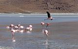 BOLIVIA 2 - Ruta de Las Joyas - Laguna Hedionda - Flamencos - 04